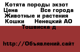 Котята породы экзот › Цена ­ 7 000 - Все города Животные и растения » Кошки   . Ненецкий АО,Тошвиска д.